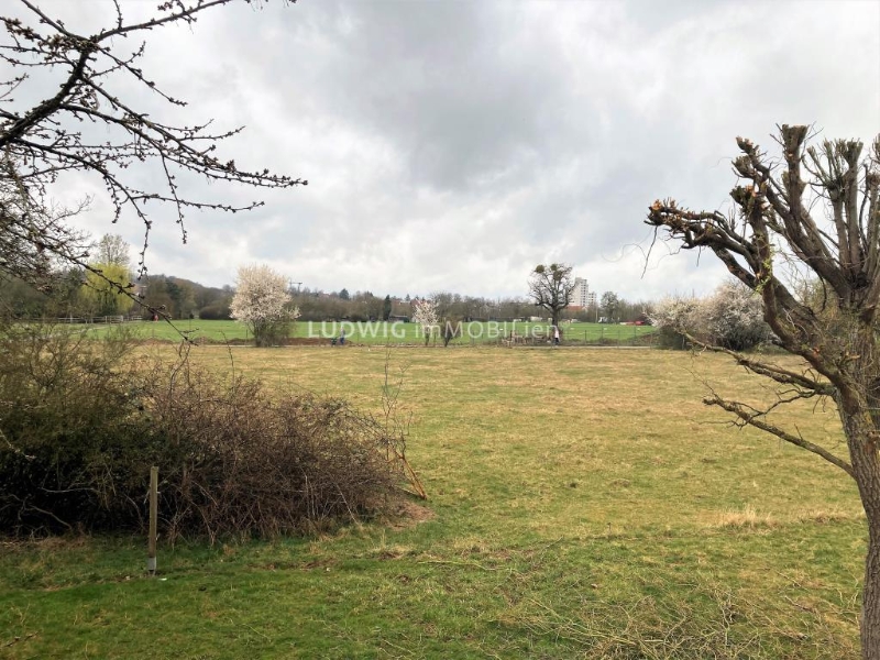 Blick ins Grüne